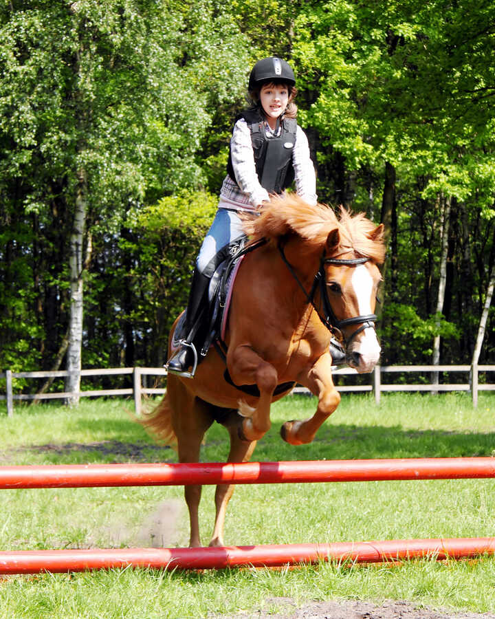 A rider jumps over a red show jumping hurdle on a chestnut horse in a green field.