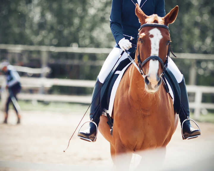 Rider and his horse