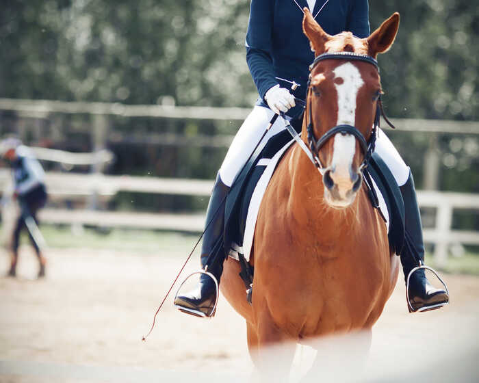 A rider in equestrian attire sits atop a brown horse in an arena.
