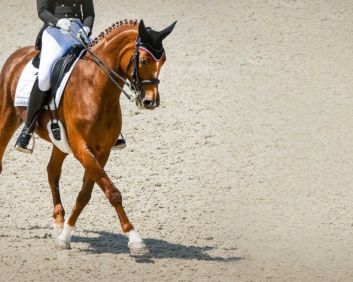 A rider in equestrian attire sits atop a brown horse in an arena.